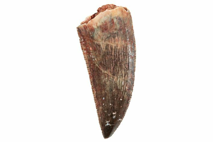 Serrated, Raptor Tooth - Real Dinosaur Tooth #247079